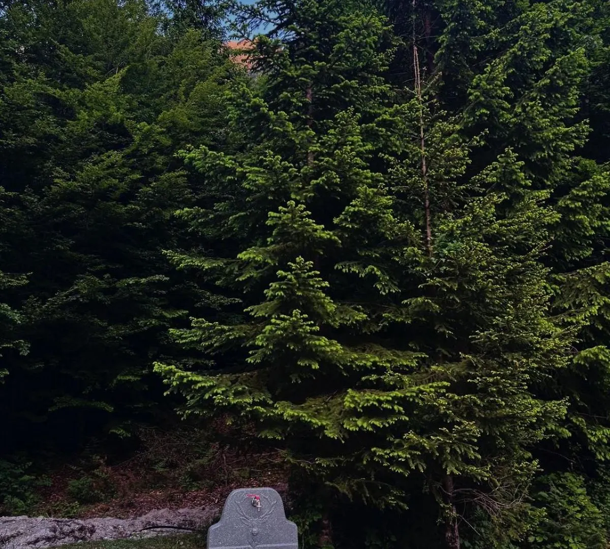 Forest View Villas & Treehouses Valbone 0*,